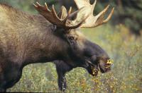 Photo de Caribou